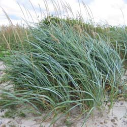 Grass, Sea Lyme